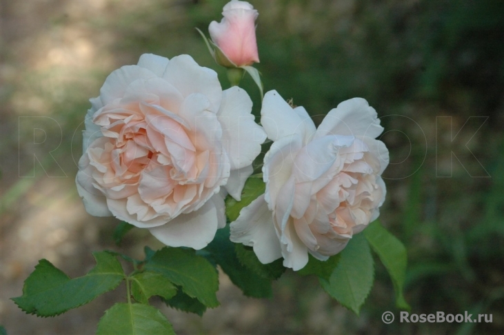 Rose de Tolbiac ®