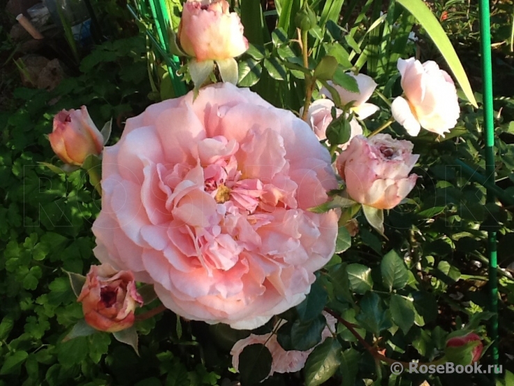 Abraham Darby