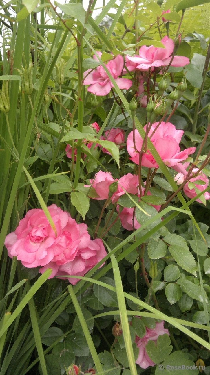 Bordure Rose