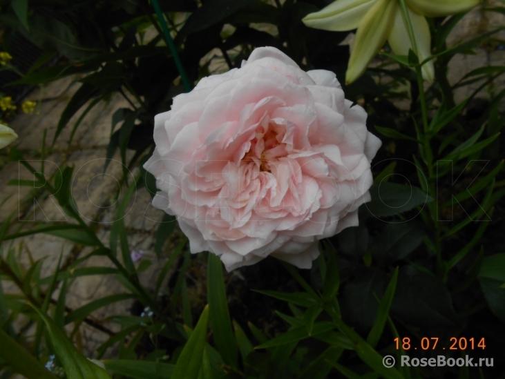 Antique Rose