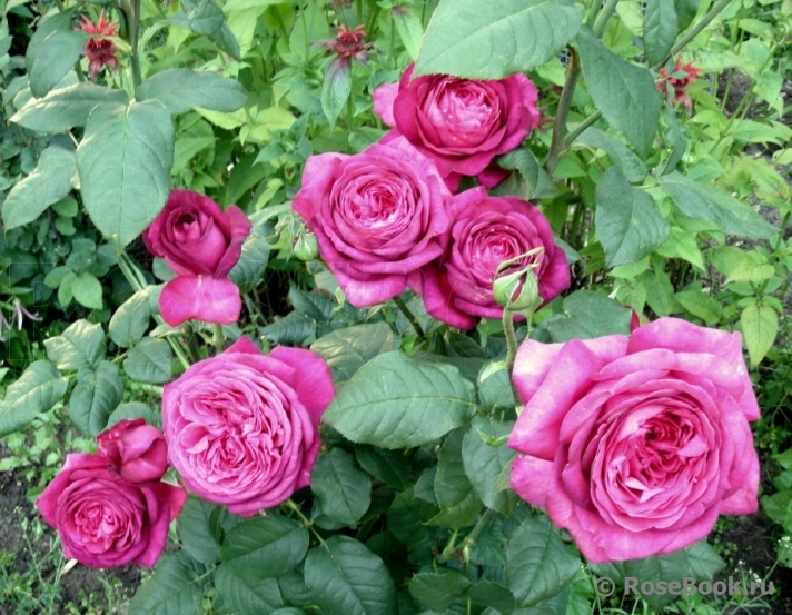 Johann Wolfgang von Goethe Rose®