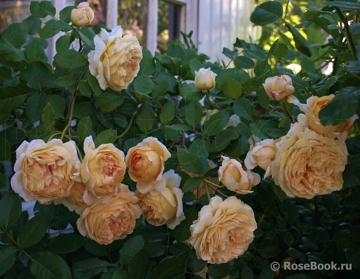 Crown Princess Margareta®