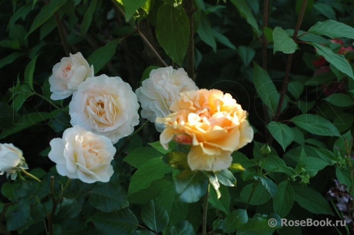 Jardins de l’Essonne 