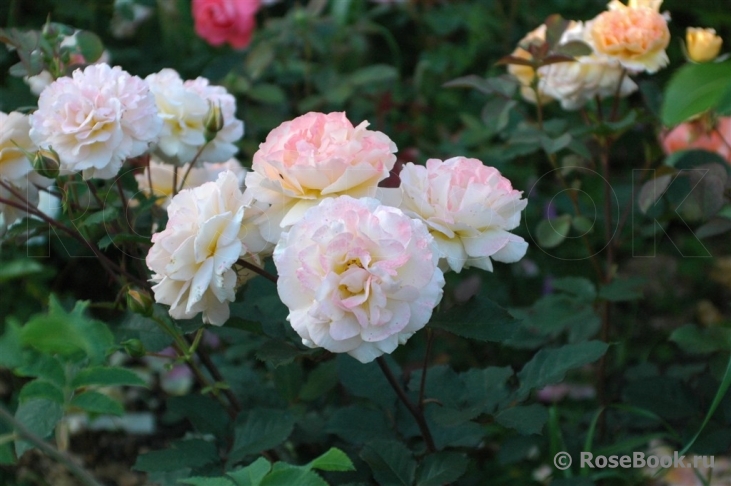 Rose de Gerberoy ®