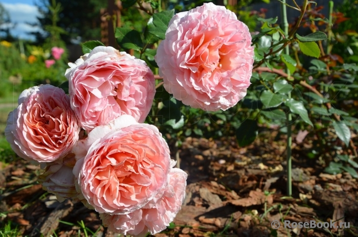 Abraham Darby