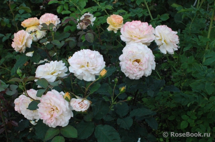 Rose de Gerberoy ®