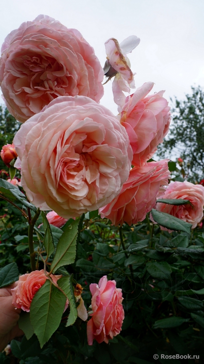 A Shropshire Lad