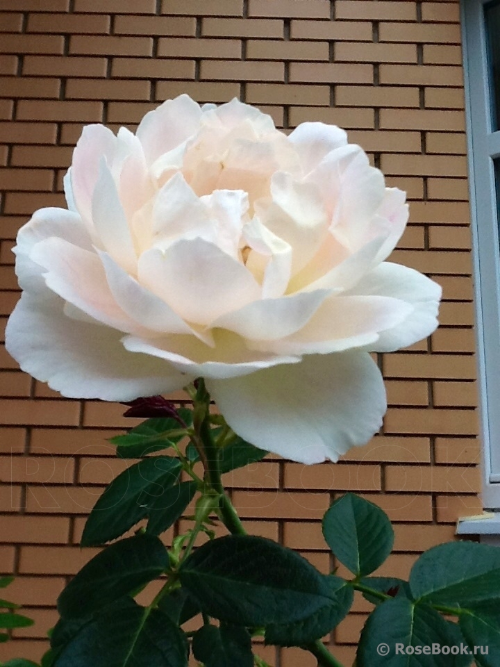 Mon Jardin et Ma Maison