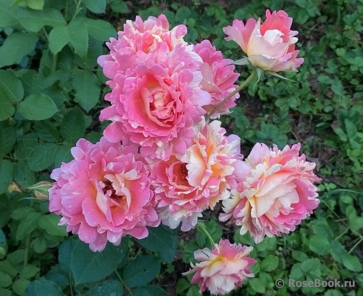 Rose des Cisterciens 