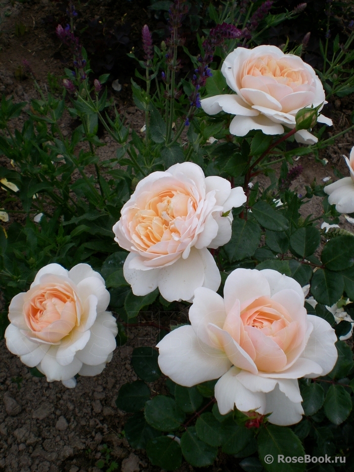 Crocus Rose® 