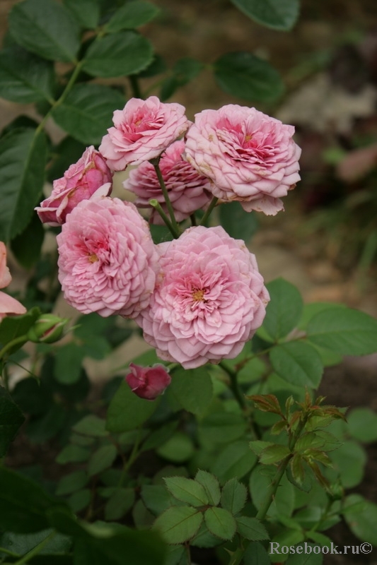 Durance Ancian Rosa