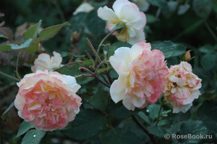 Rose de Gerberoy ®