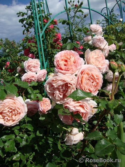 Abraham Darby