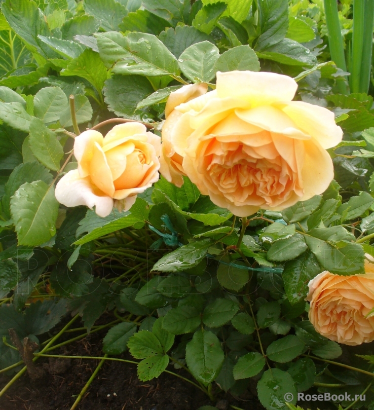 Crown Princess Margareta®