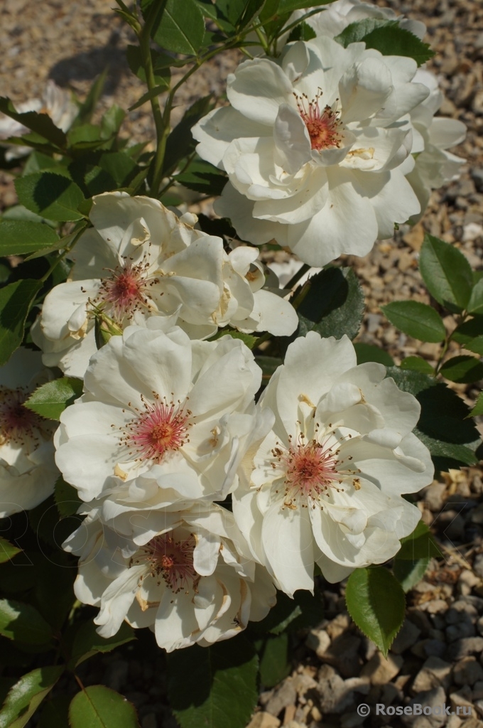 Jacqueline du Pre 