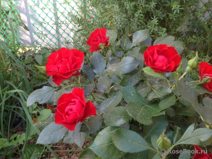 Black Forest Rose ®