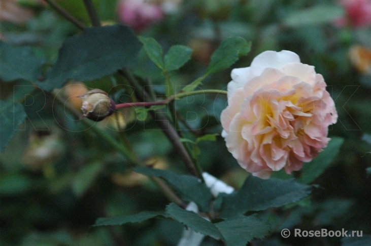 Rose de Gerberoy ®