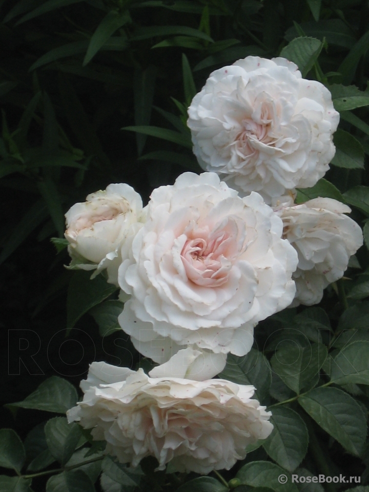 Great North Eastern Rose 