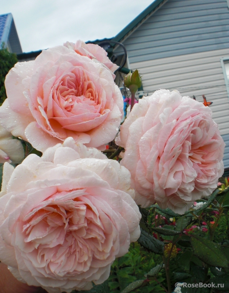 A Shropshire Lad