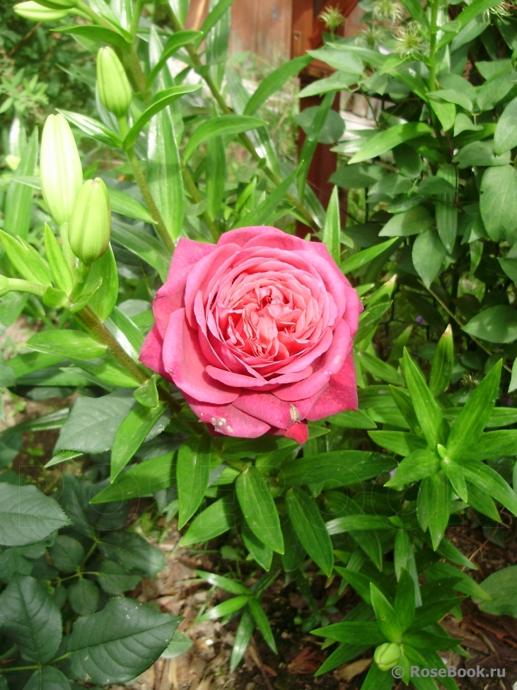 Johann Wolfgang von Goethe Rose®