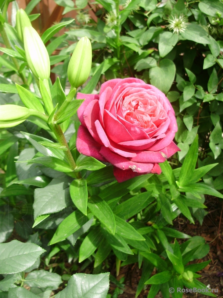 Johann Wolfgang von Goethe Rose®