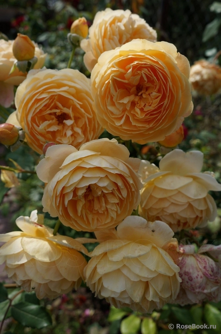 Crown Princess Margareta®