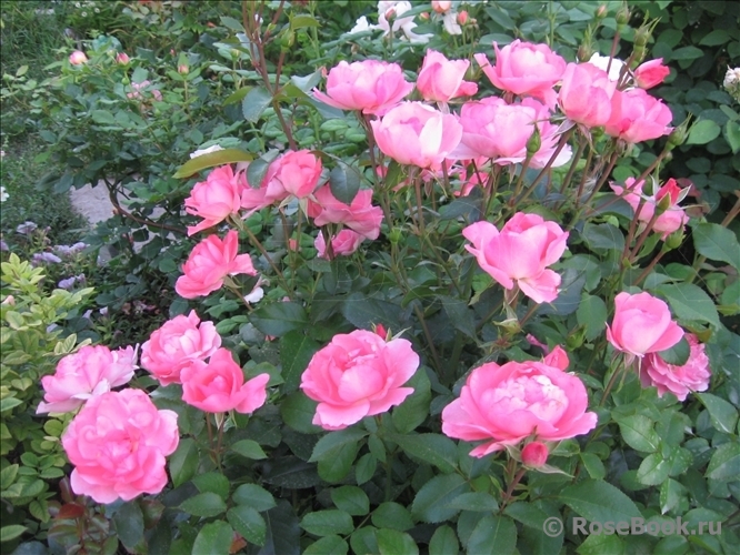 Jardins de France 