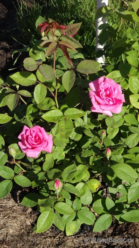 Zephirine Drouhin