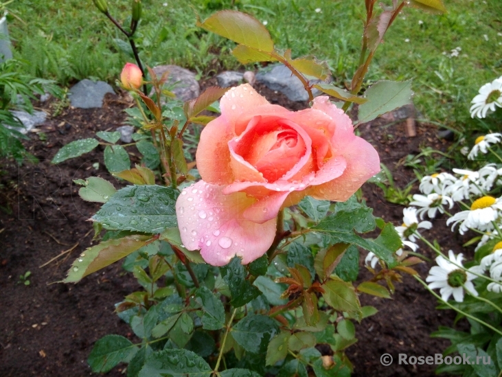 Lady of Shalott 