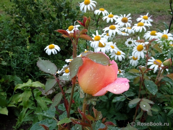 Lady of Shalott 