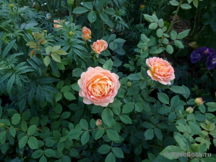 Lady of Shalott 