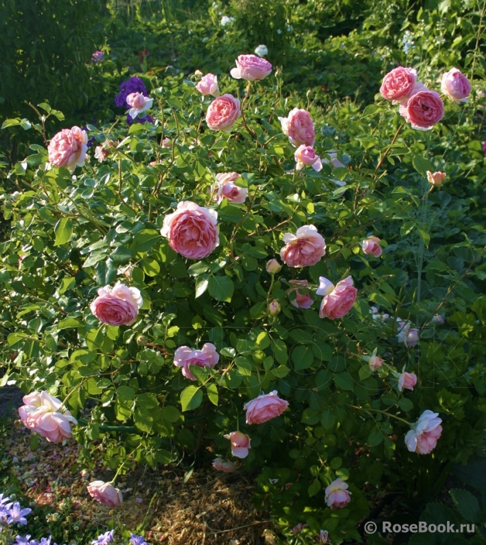 Abraham Darby