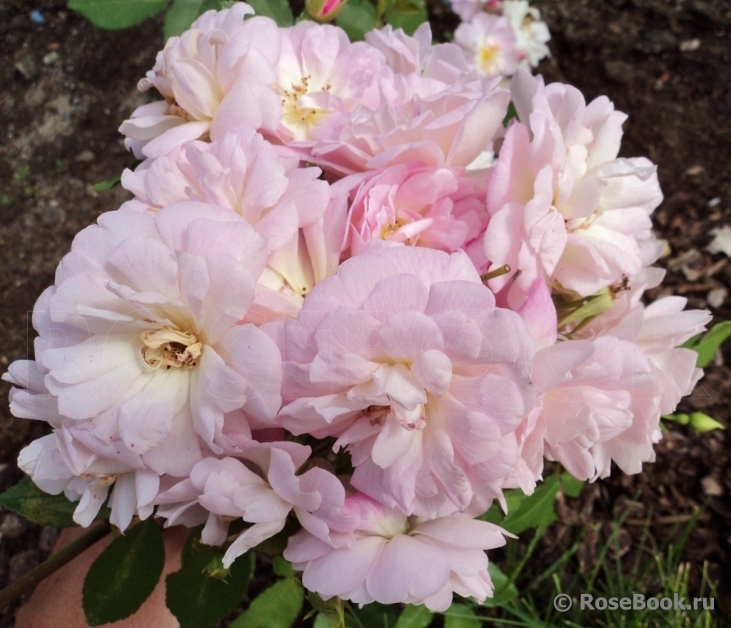 Dainty Pink