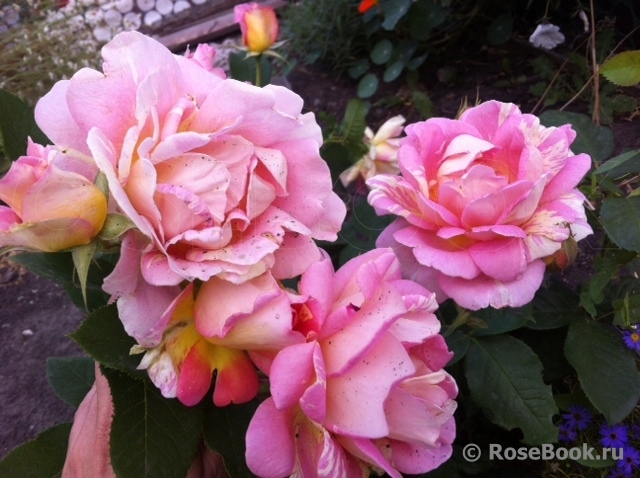 Rose des Cisterciens 