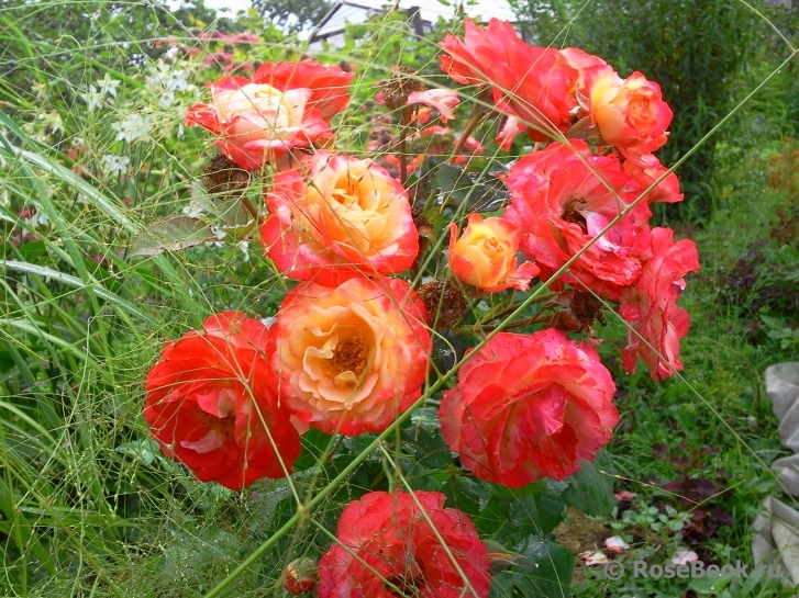 Marseille en Fleurs