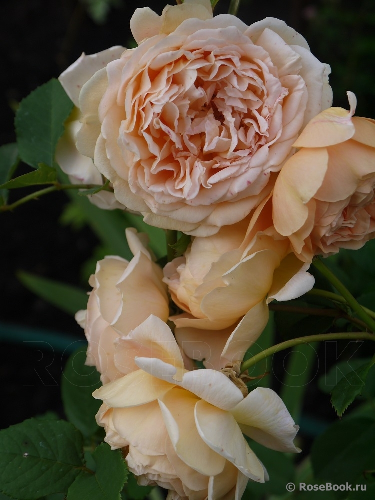 Crown Princess Margareta®