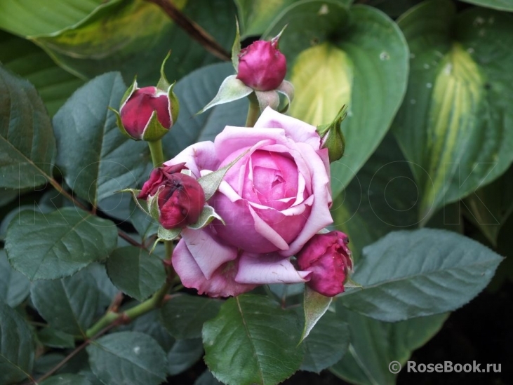 Durance Ancian Rosa