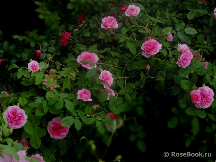 Gertrude Jekyll