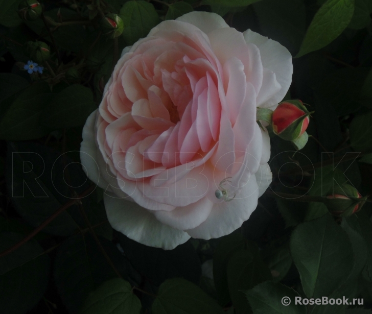 A Shropshire Lad