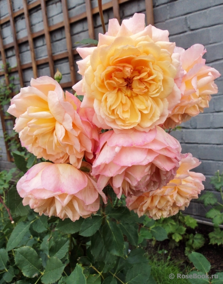 Rose de Gerberoy ®