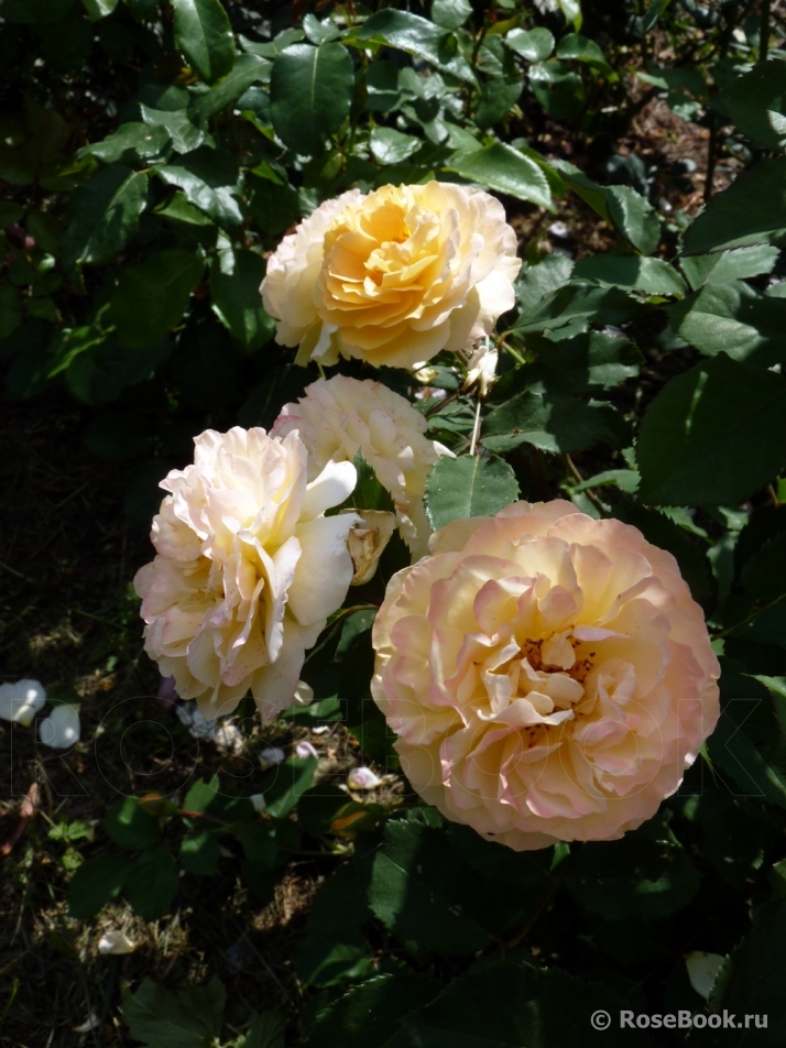 Rose de Gerberoy ®