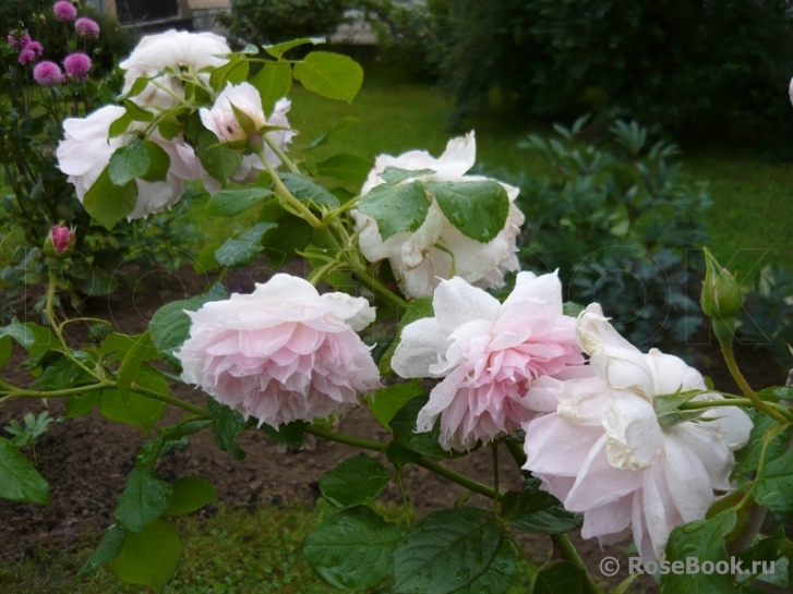 The Wedgwood Rose