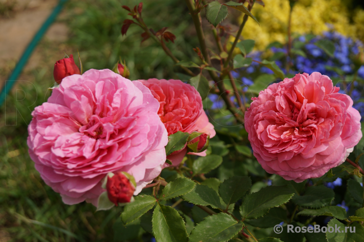 Princess Alexandra of Kent 