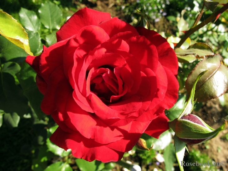 Le Rouge et le Noir 