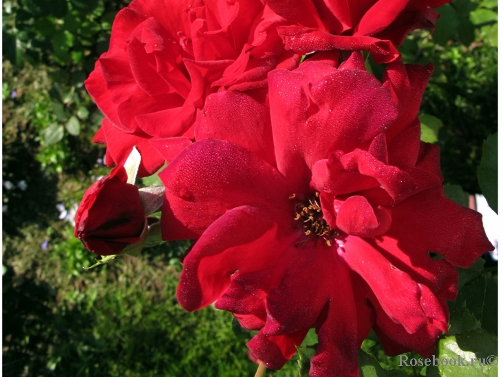 Le Rouge et le Noir 