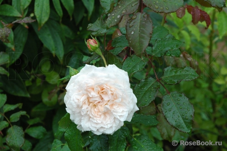 Rose de Tolbiac ®