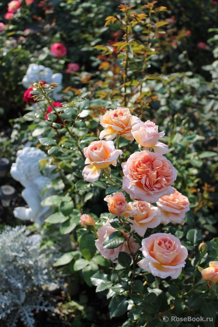 Abraham Darby