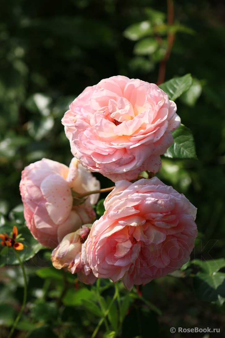 Abraham Darby