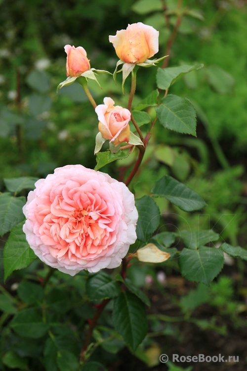 Abraham Darby