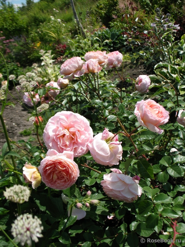 Abraham Darby